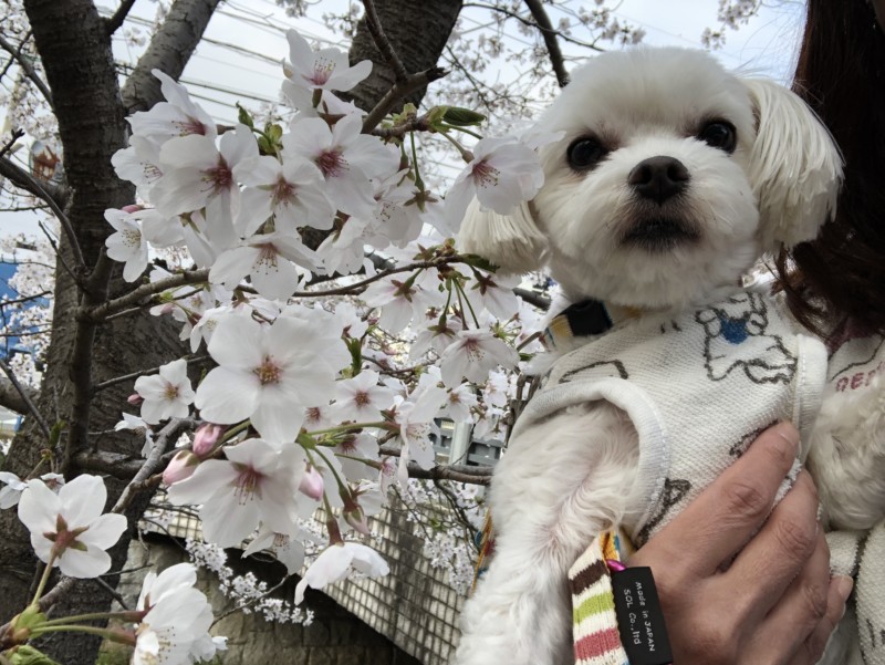 宿河原堤の桜！愛犬とお花見散歩！